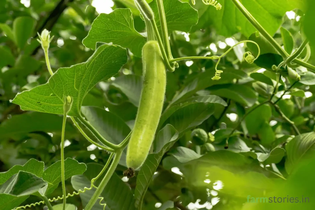 ridge gourd plant climbing on balcony trellis net
