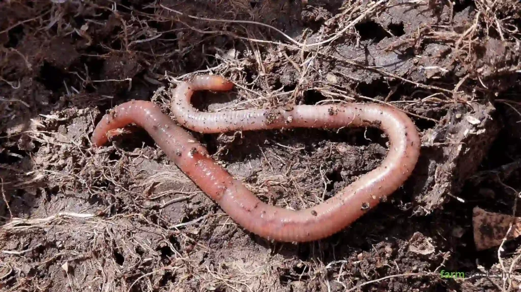 A vermicomposting unit showing earthworms converting kitchen and garden waste into organic vermicompost for use in agriculture and home gardens.