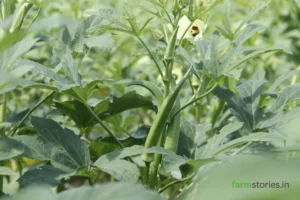 Best Vegetables to Grow in Rainy Season in India Best Vegetables to Grow in Rainy Season in India