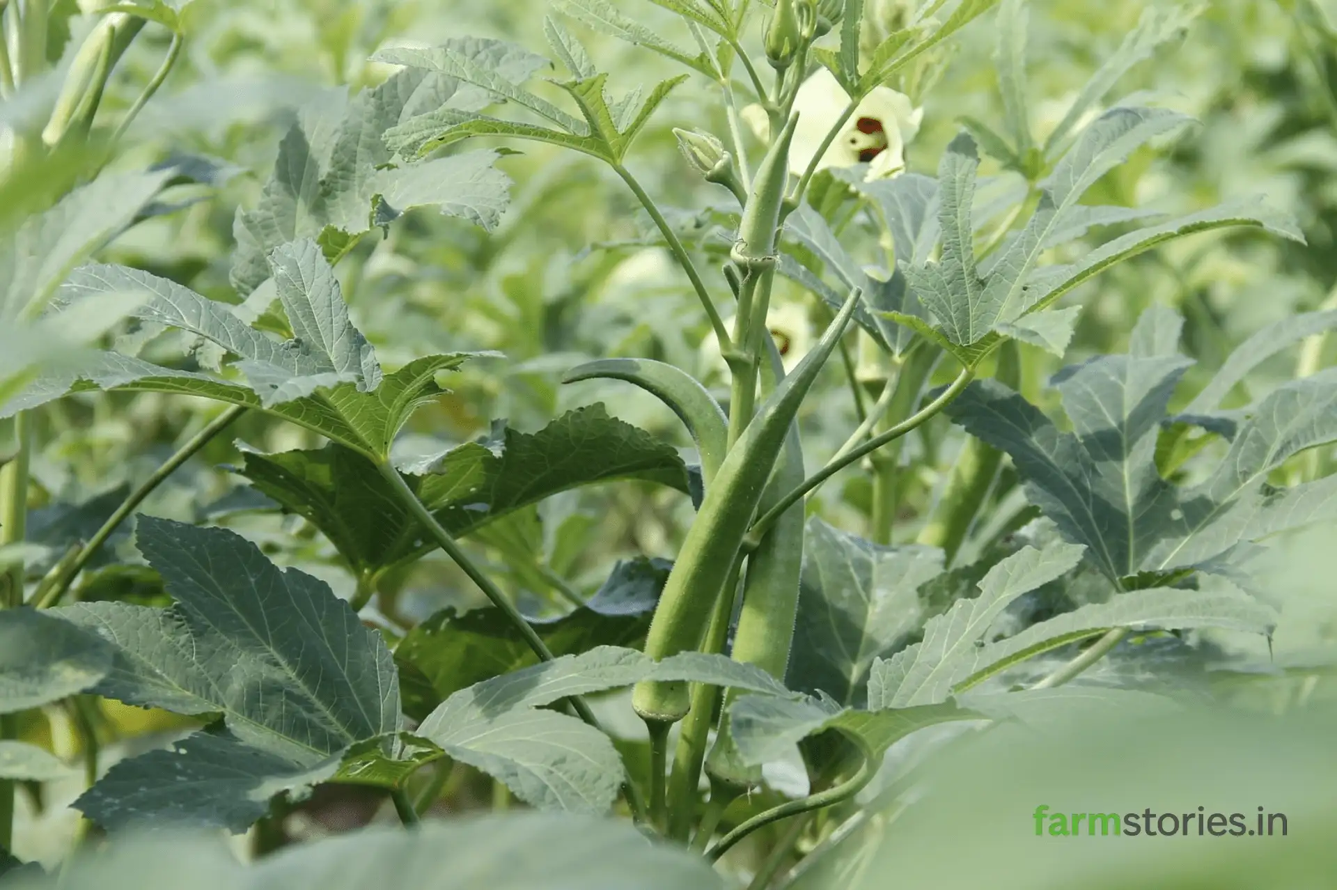 Best Vegetables to Grow in Rainy Season in India