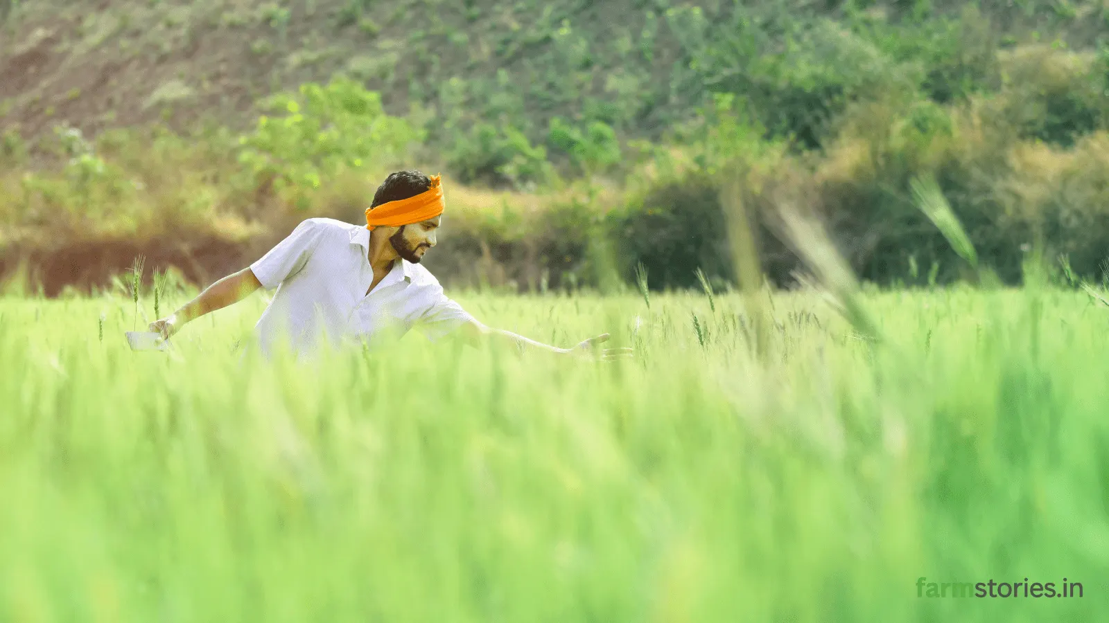 Farmer inspecting crop leaves affected by common plant diseases during monsoon.