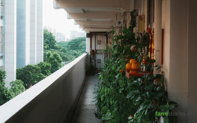 Fresh green balcony vegetables growing in large terracotta pots on a sunny apartment terrace.