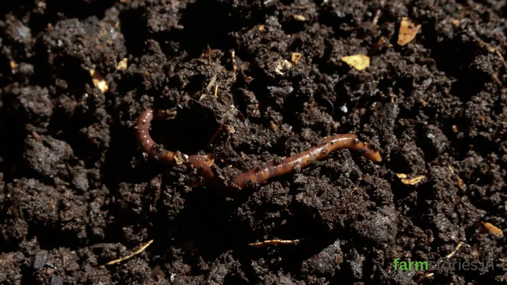 How to Make Compost at Home with this easy step-by-step guide. Learn what to compost, what to avoid, and create nutrient-rich compost naturally.