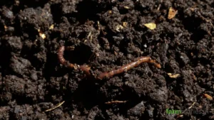 How to Make Compost at Home How to Make Compost at Home with this easy step-by-step guide. Learn what to compost, what to avoid, and create nutrient-rich compost naturally.