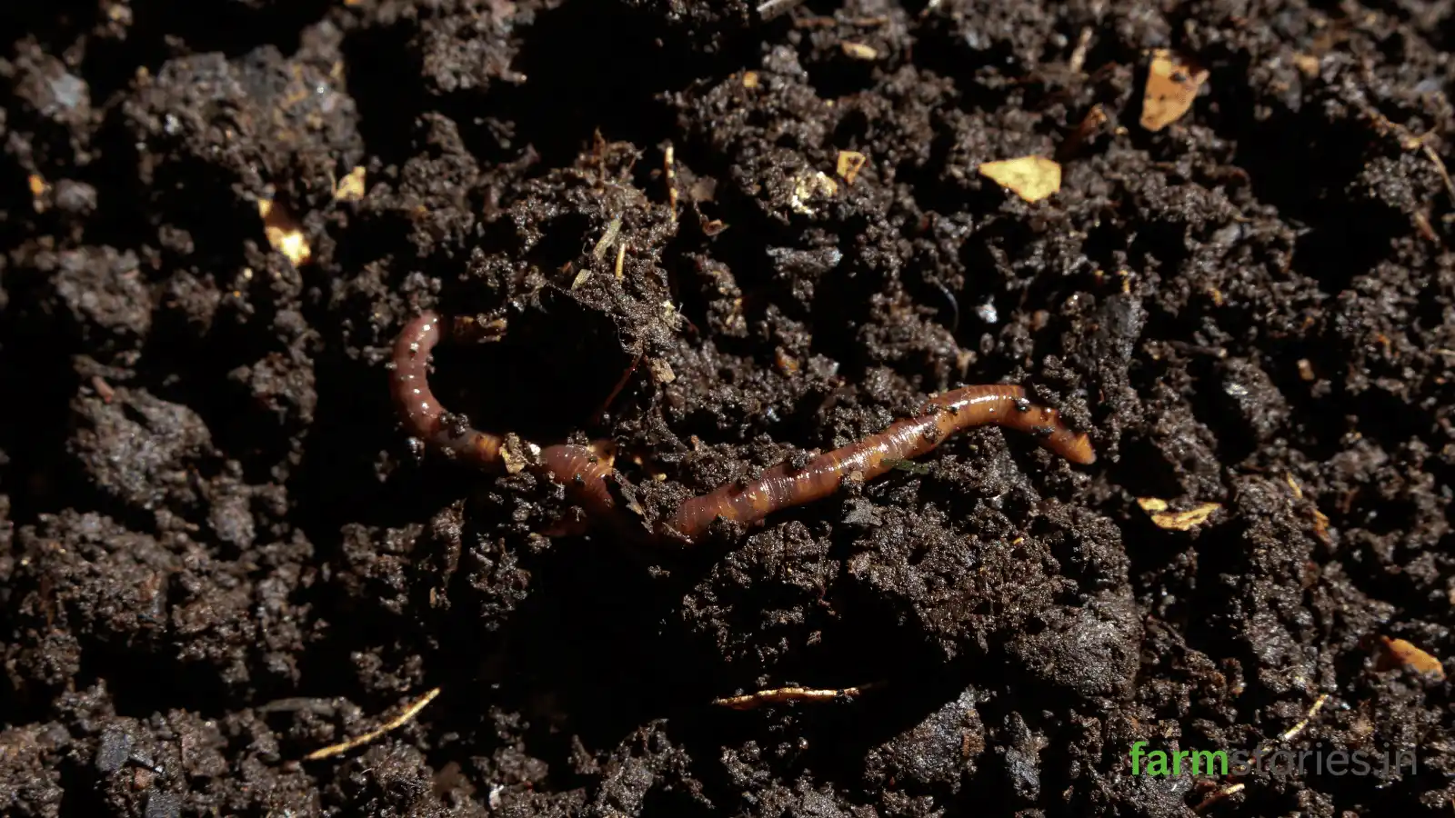 How to Make Compost at Home