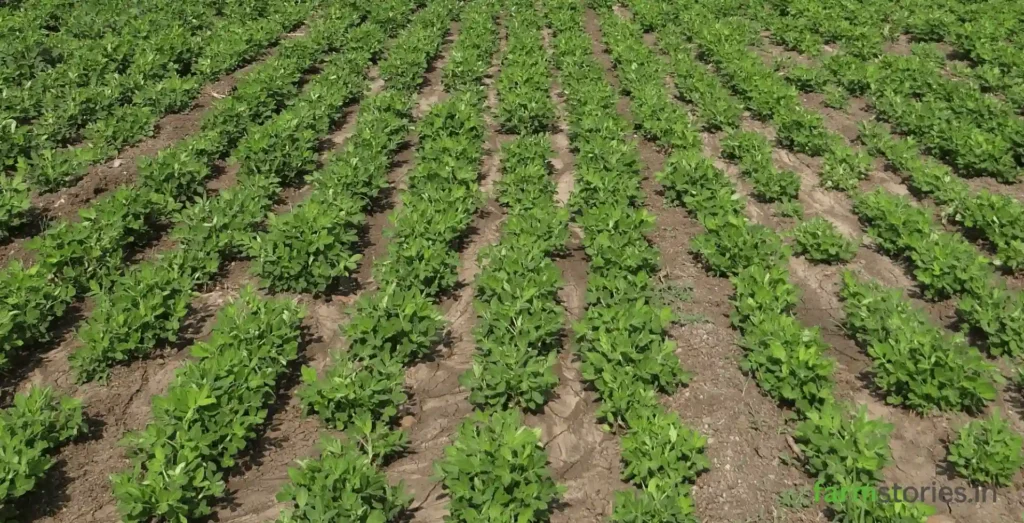 Kharif Crop Problems Ground nut farm