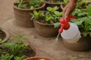 Organic Pest Control Methods for Home Gardens