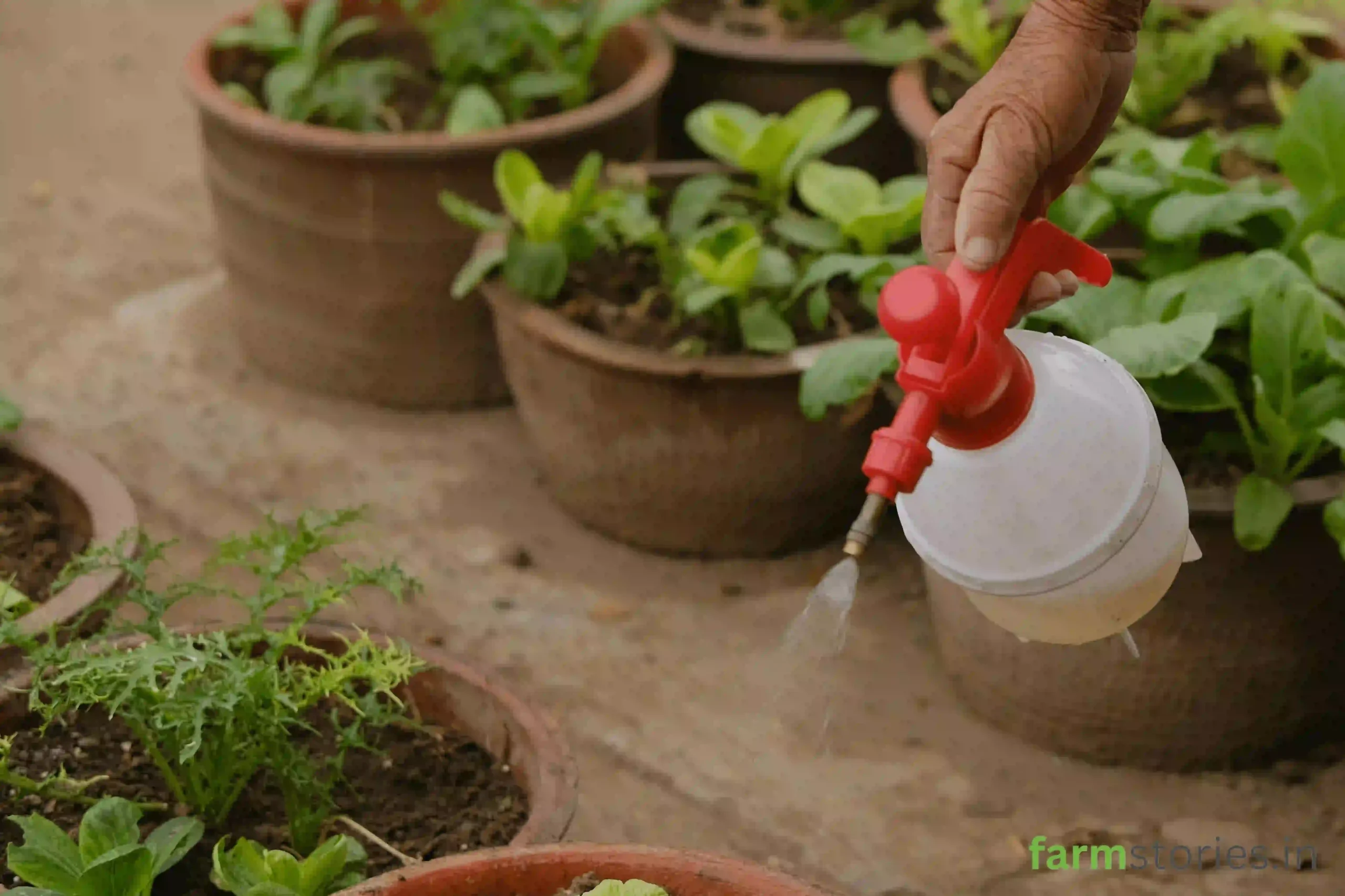 Organic Pest Control Methods for Home Gardens