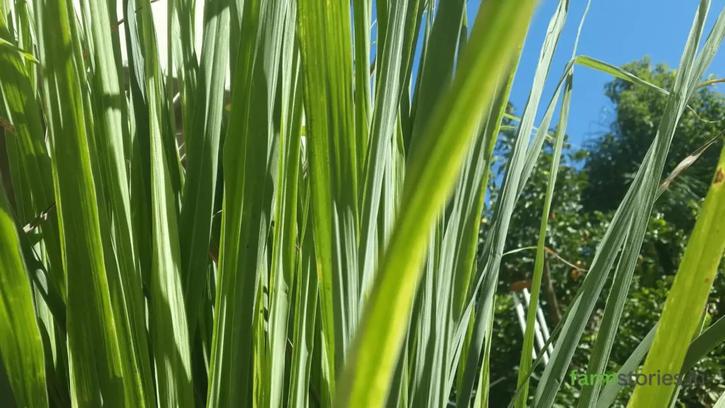 Rows-of-lemon-grass-growing-in-a-small-farm-plot-an-ideal-starting-crop-for-farmers-exploring-medicinal-plants-farming-in-India-scope