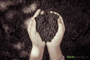 Best Organic Manure for Plant Growth Infographic chart comparing NPK values of vermicompost cow dung and poultry manure for plant growth.