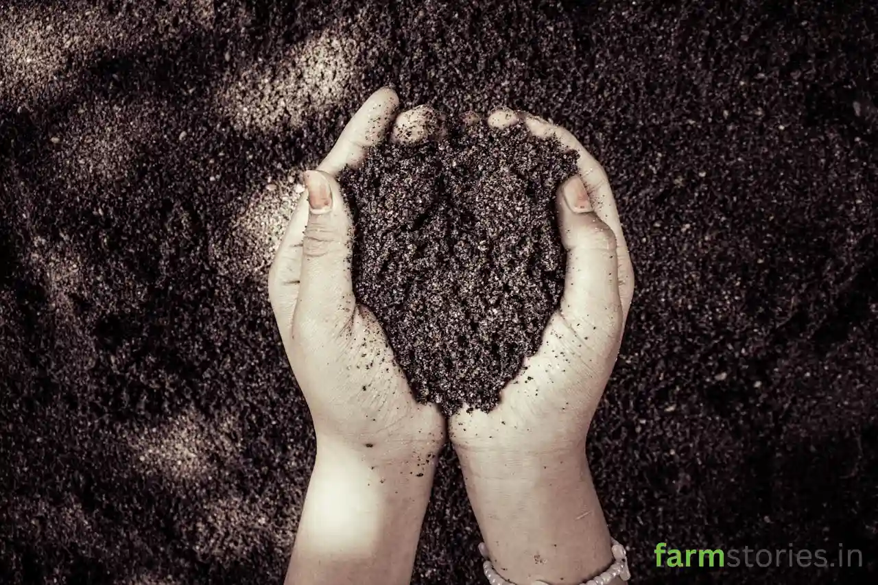 Best Organic Manure for Plant Growth Infographic chart comparing NPK values of vermicompost cow dung and poultry manure for plant growth.