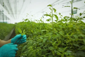 Agricultural scientist analyzing phosphorus nutrition and soil health for optimal plant growth