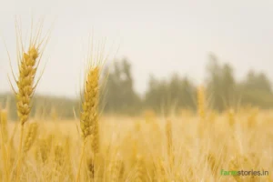 A healthy field grown under drought conditions demonstrating crop diversification through climate-smart agriculture in India