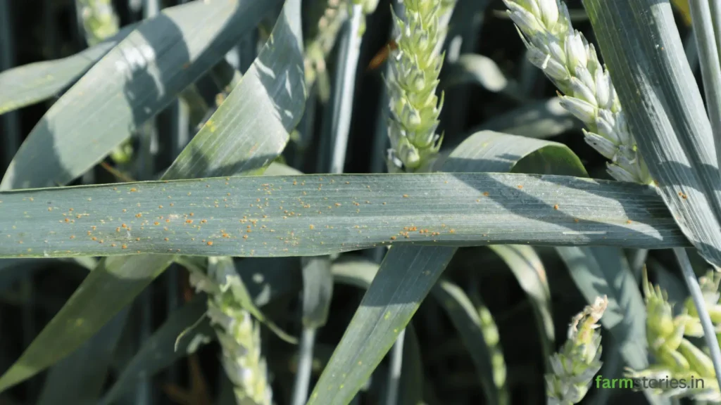 common plant diseases during monsoon season