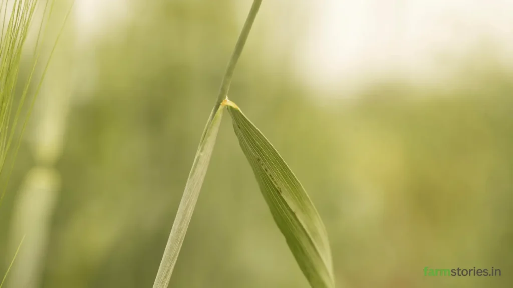 common plant diseases during monsoon.