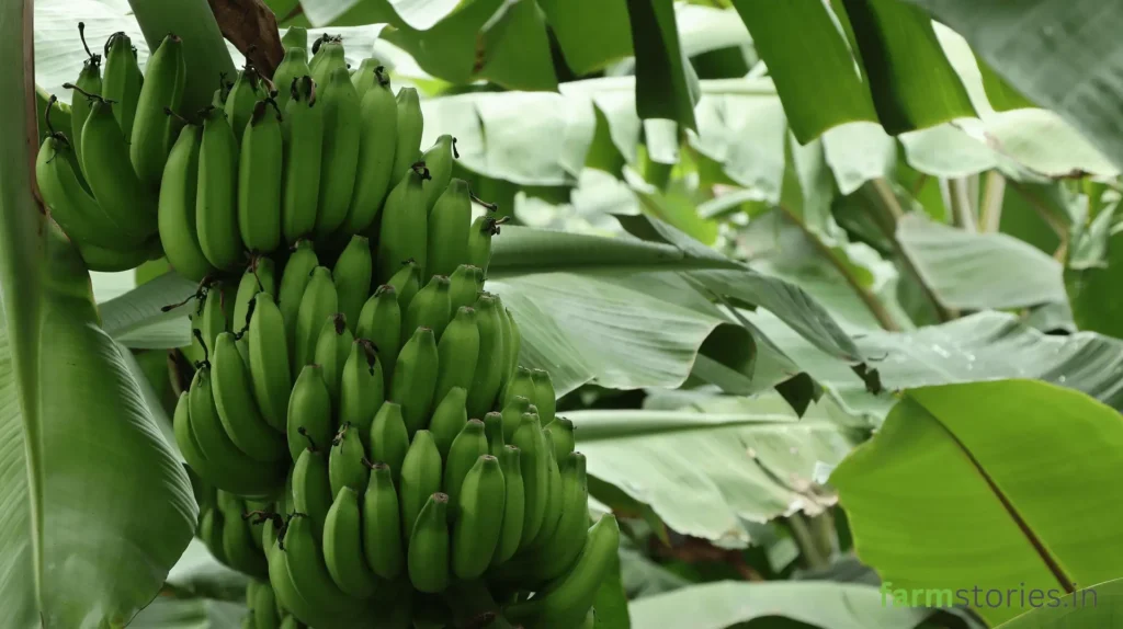 direct-to-consumer farm business