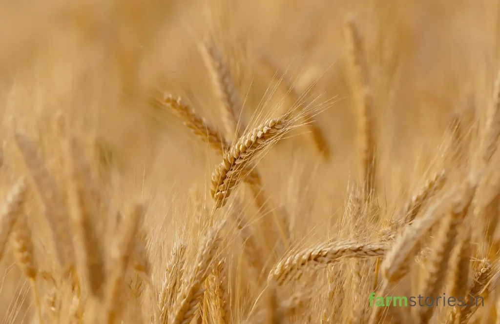 direct-to-consumer farm business
