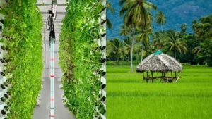 Home FarmStories split screen showing modern indoor vertical farming and a traditional organic paddy field. farmstories.in