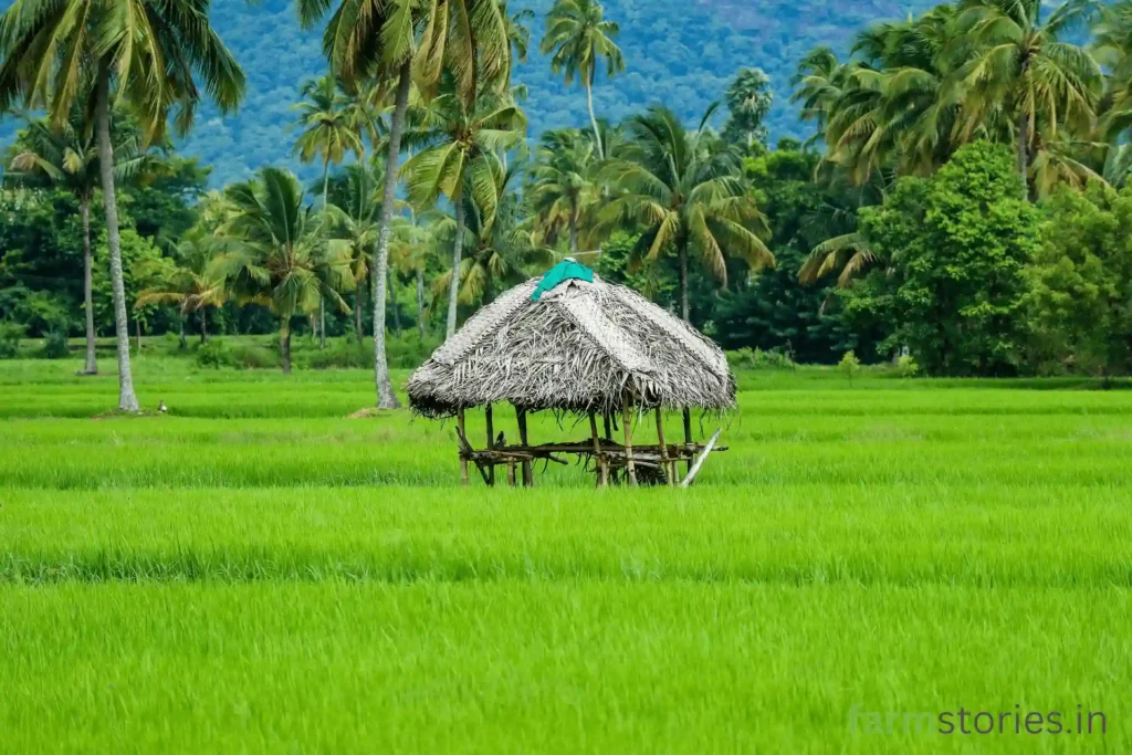 Welcome to farmStories, India’s most authentic digital platform dedicated to the art, science, and heritage of organic cultivation.