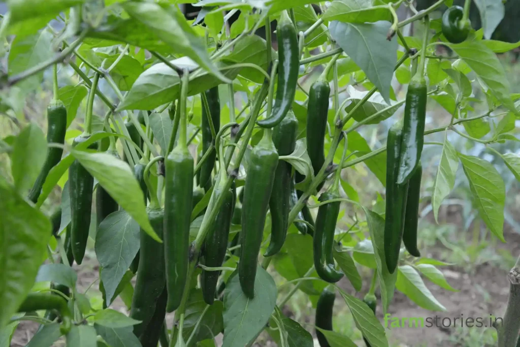 green chillies in the balcony garden