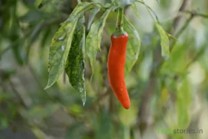 The Ultimate Guide to Growing High-Yielding Green Chillies Organically at Home green chillies in balcony garden