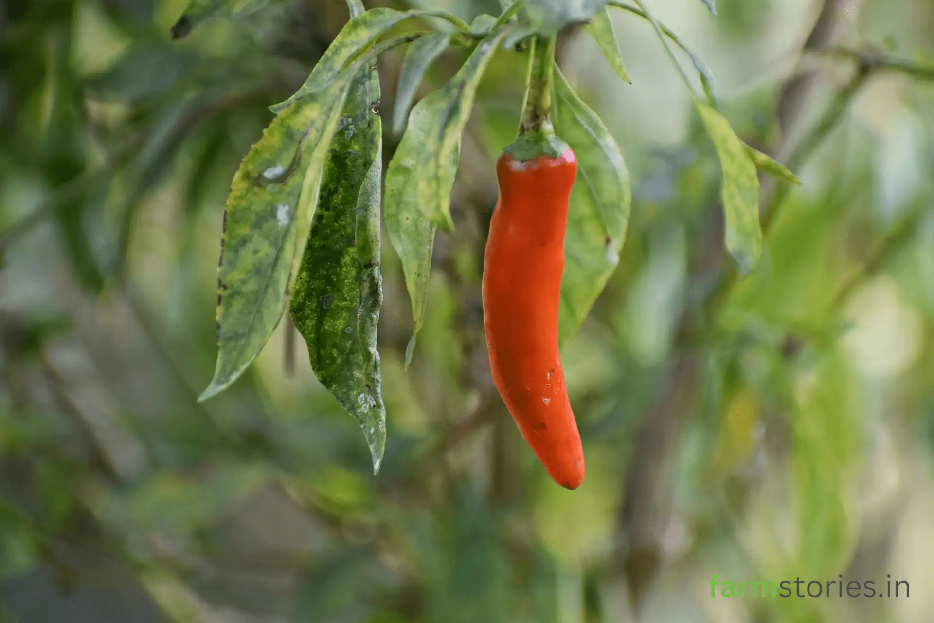 green chillies in balcony garden