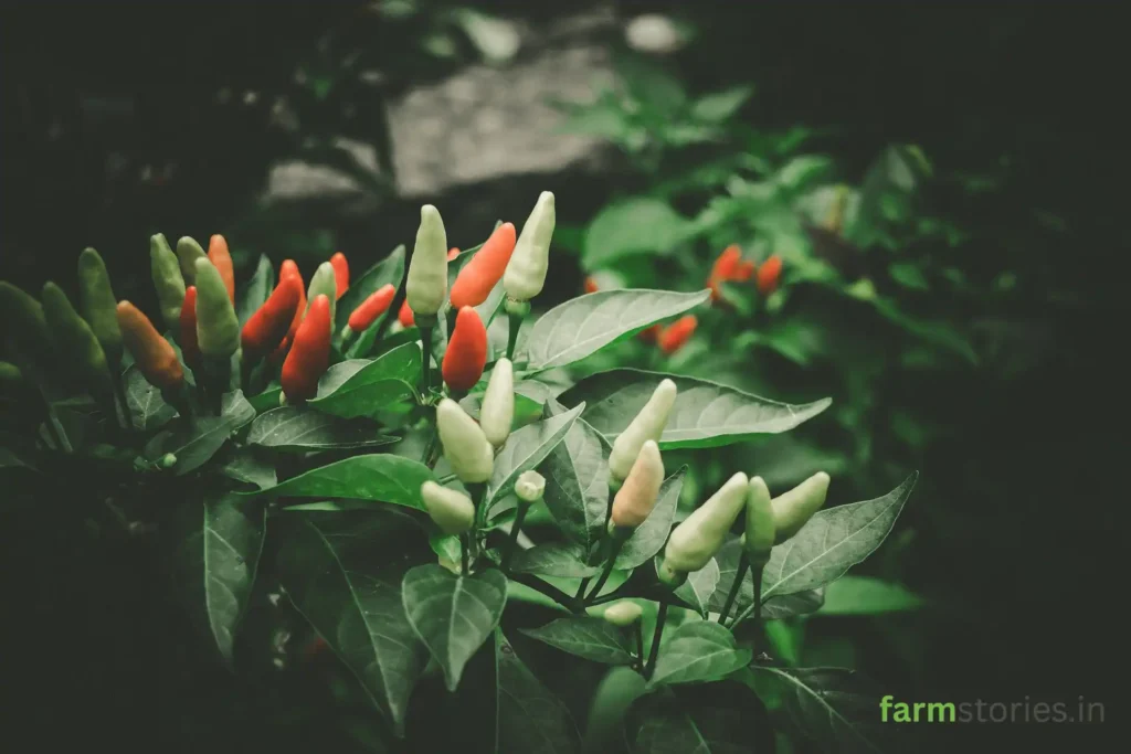 local variety of green chillies in the garden