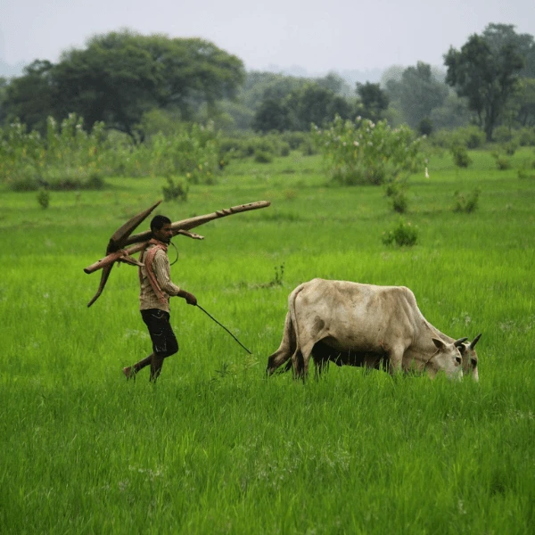 Traditional organic farming practices focusing on natural soil health and seed preservation.