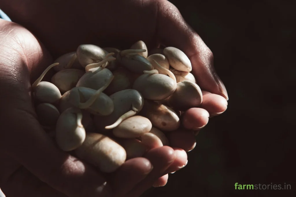 High yield hybrid vs heirloom seeds comparison for summer kitchen gardening in India