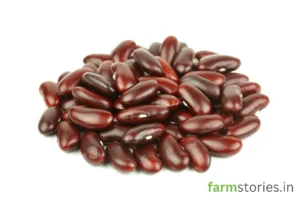 High yield hybrid vs heirloom seeds comparison for summer kitchen gardening in India