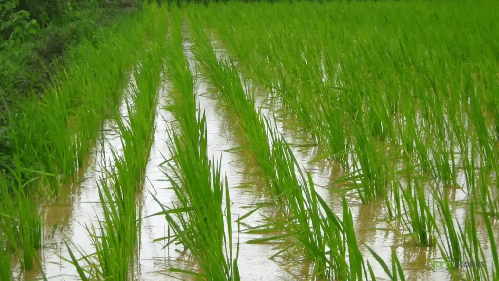 how to reduce fertilizer cost without reducing yield
