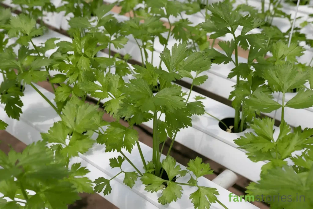 Hydroponics and Vertical Farming coriander leaves
