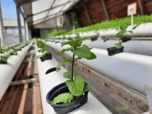 Hydroponics and Vertical Farming: The Future of Food Production Explained Simply Hydroponics and Vertical Farming mint
