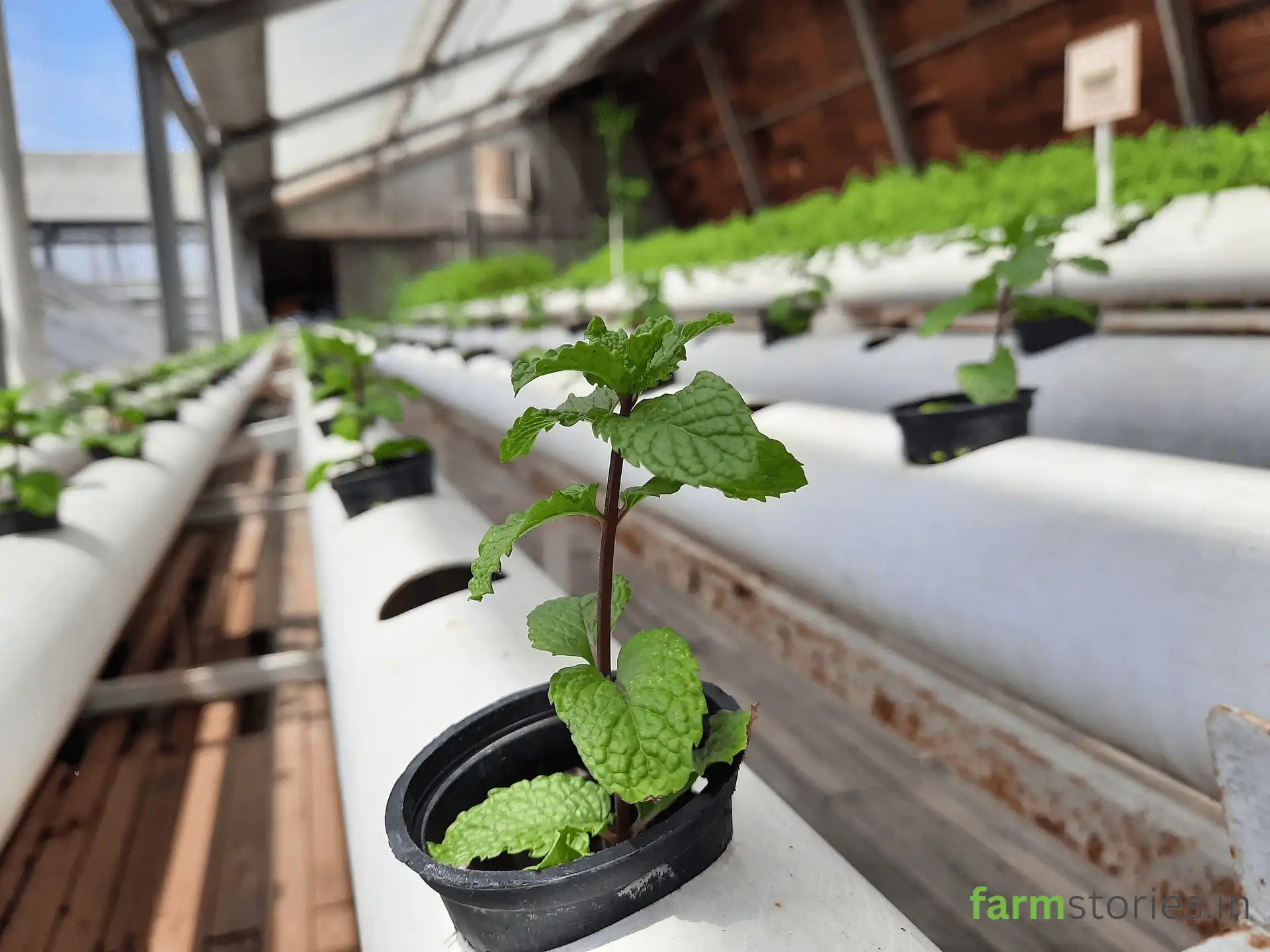 Hydroponics and Vertical Farming mint