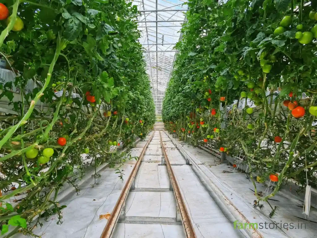 Hydroponics and Vertical Farming tomatoes