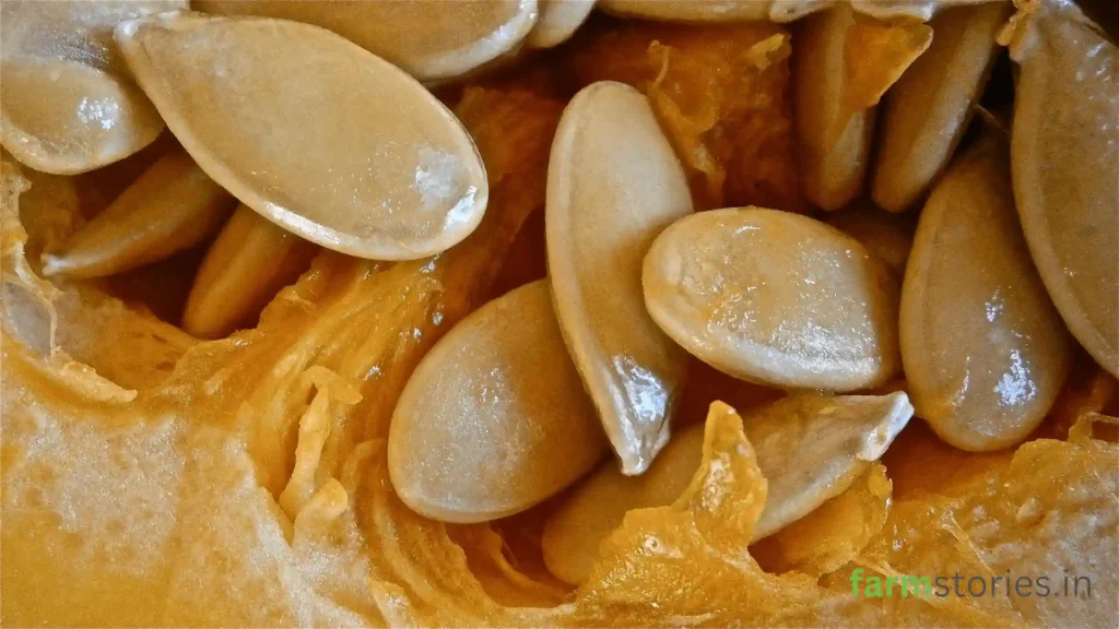 kerala seed preservation techniques using ash neem and traditional methods