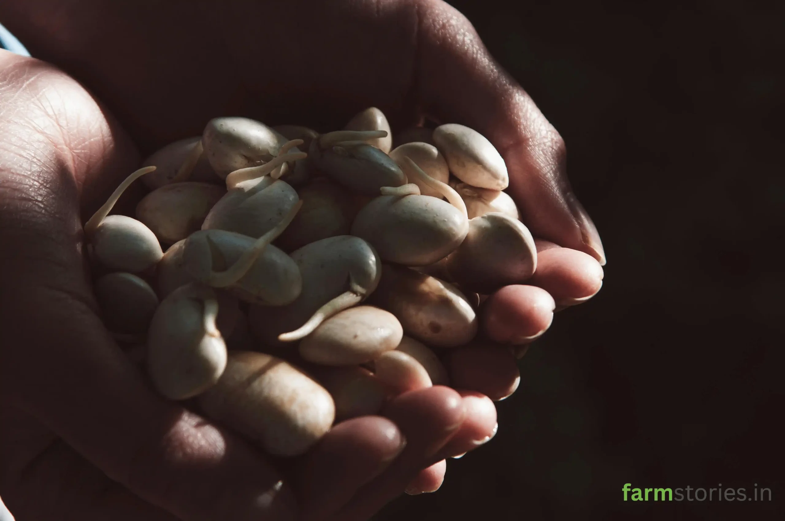 kerala seed preservation techniques using ash neem and traditional methods