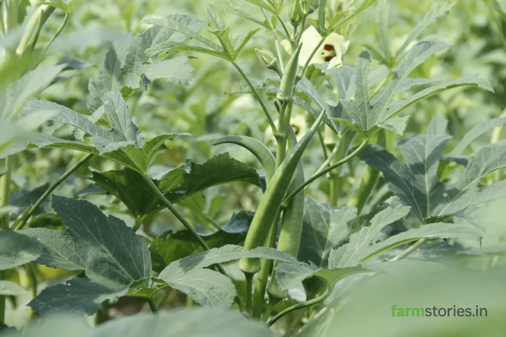 Kitchen Gardening for Beginners in India
