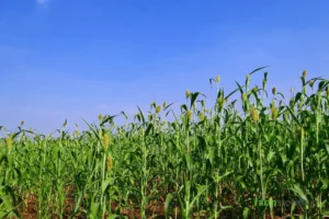 Low Water Kharif Crops: 7 Profitable Picks for 2026 Low water kharif crops jowar farm