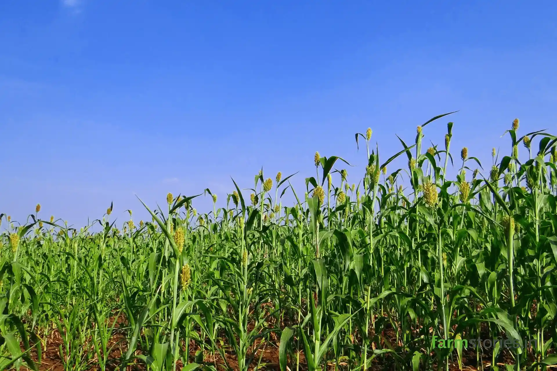 Low water kharif crops jowar farm