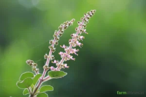 Medicinal Plants Farming in India Scope: A 2026 Profit Guide Rows of green Tulsi plants growing in a small farm plot, an ideal starting crop for farmers exploring medicinal plants farming in India scope.