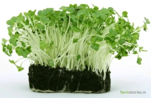 7 Simple Ways to Monetize Kitchen Garden Harvest in India (Beginner Friendly Guide) monetize kitchen garden harvest with fresh homegrown vegetables and microgreens