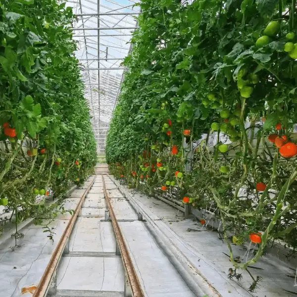 Modern hydroponic vertical farming system optimizing crop-specific nutrition. farmstories.in