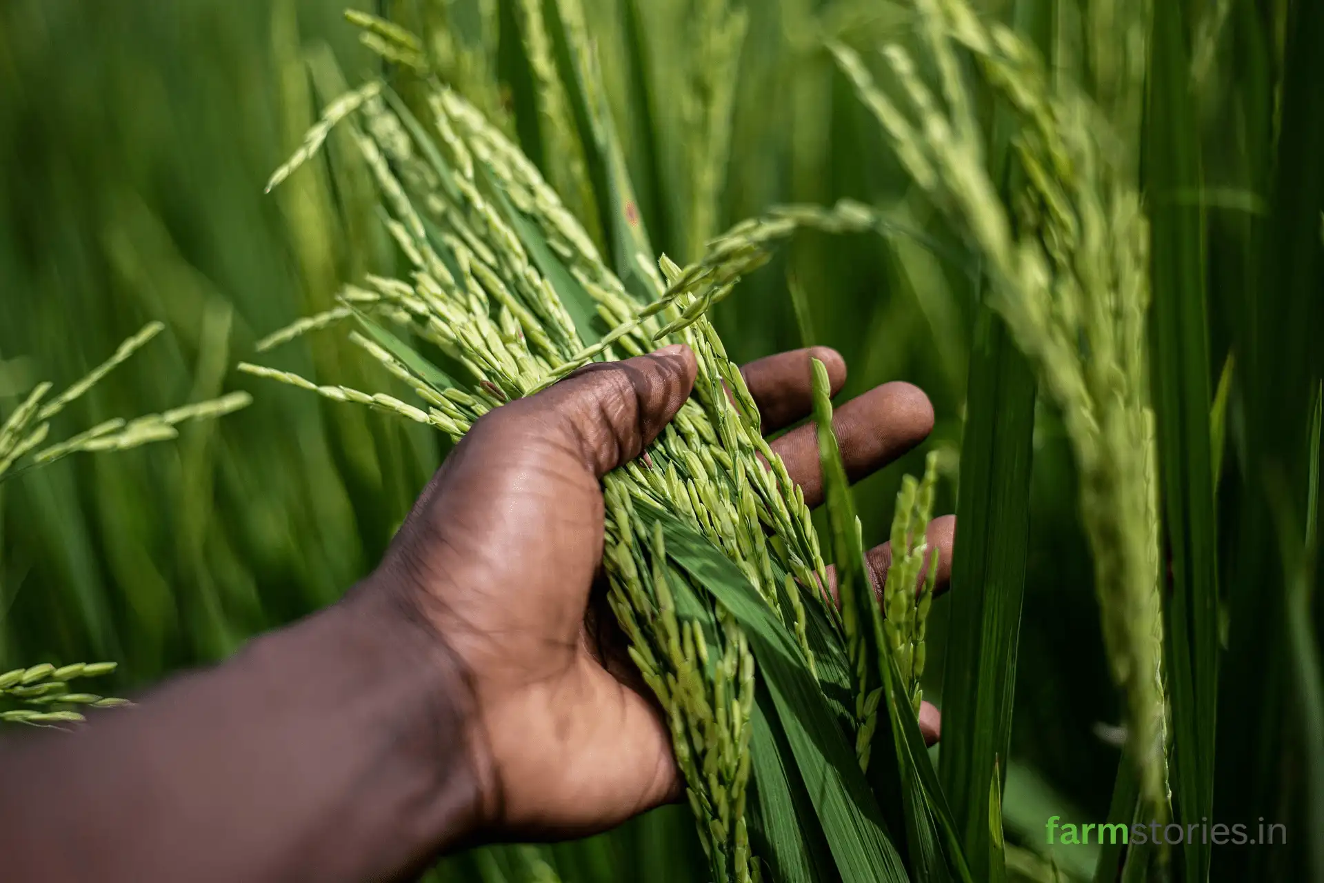 natural farming in india farmer in paddy field