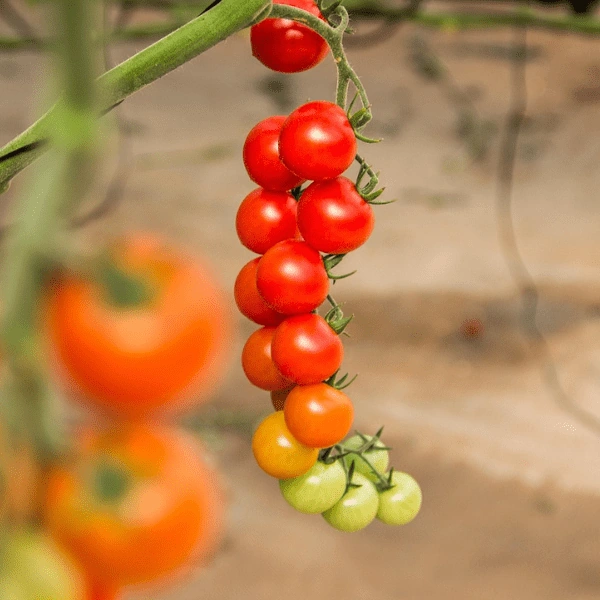 Lush urban kitchen garden featuring healthy chilli plants grown at home