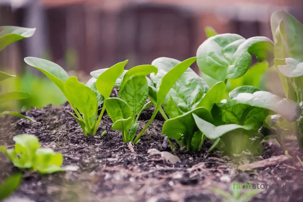 organic spinach in the kitchen garden
