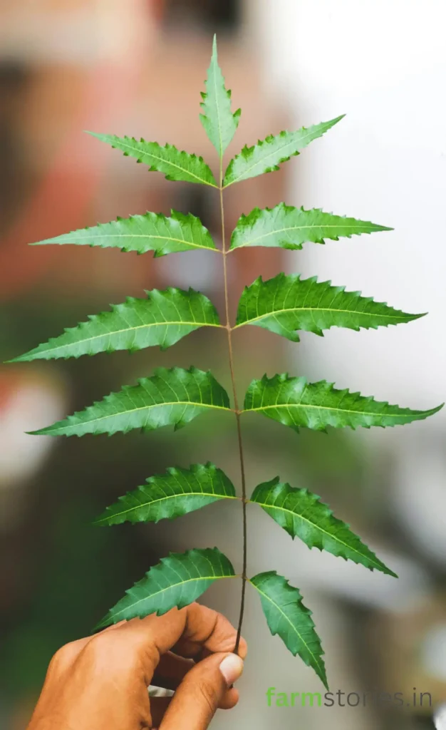 organic pest control using neem oil for plants