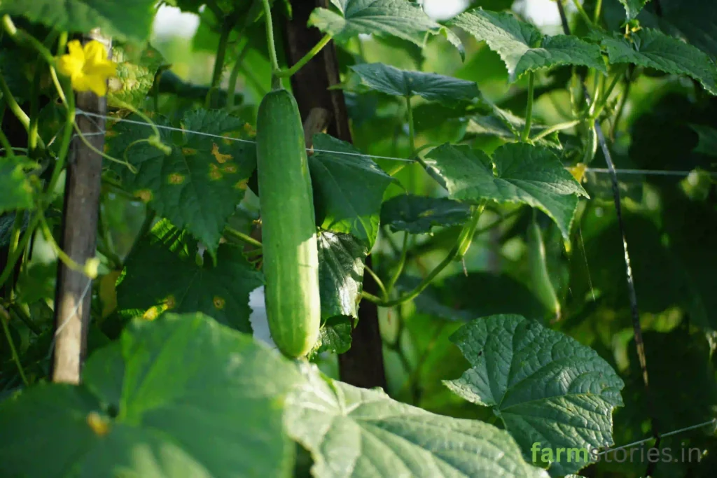 what seeds to sow in June monsoon in kitchen garden gourd