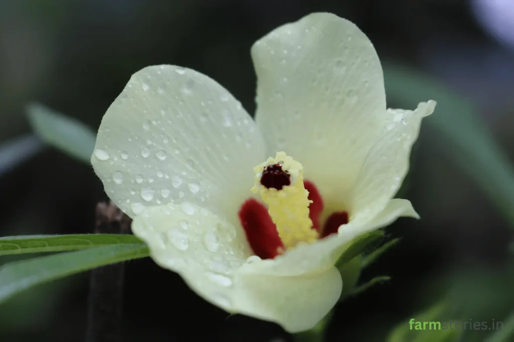what seeds to sow in June monsoon in kitchen garden okra 