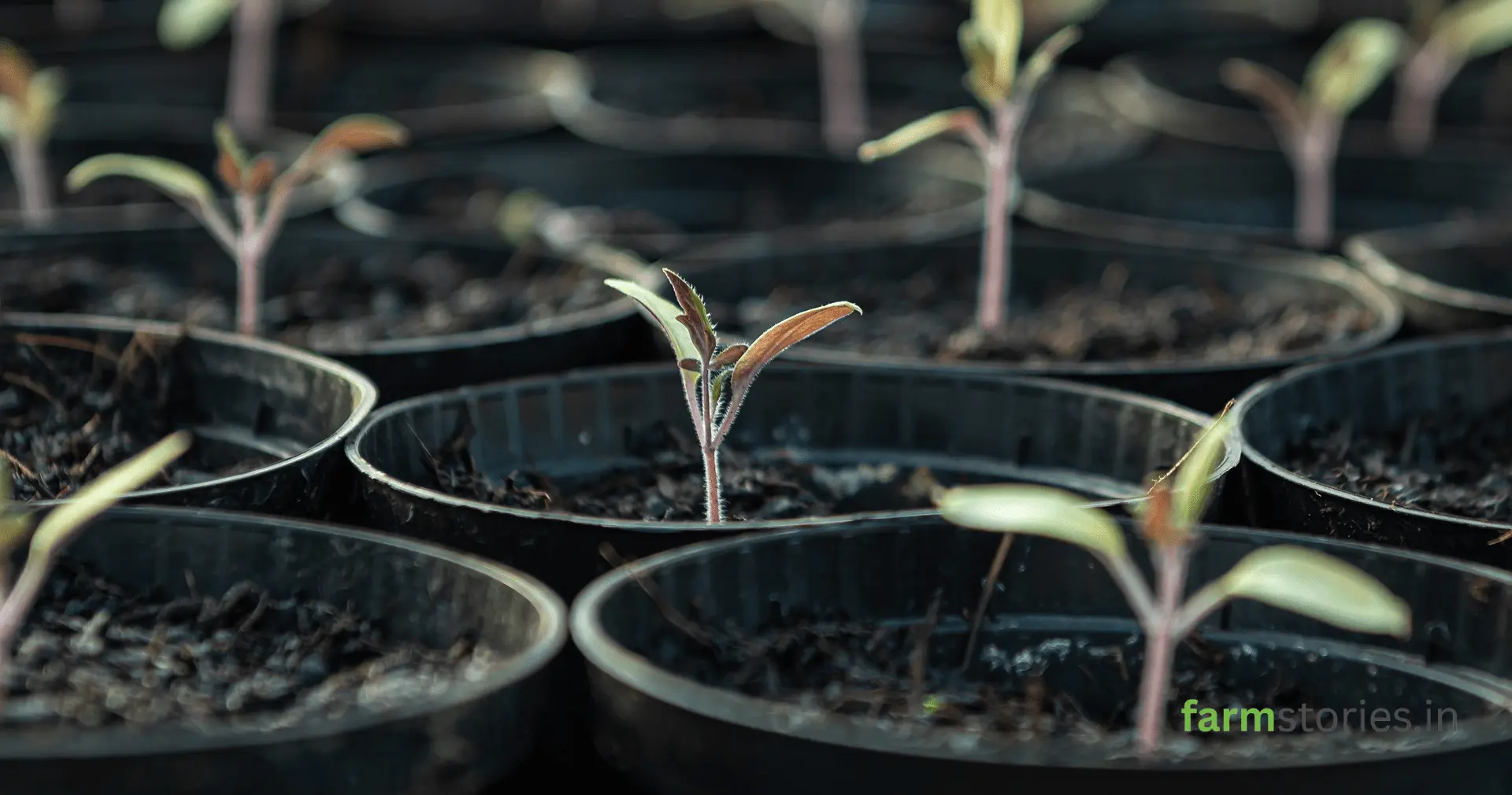 what seeds to sow in June monsoon in kitchen garden